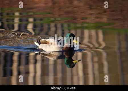 Männliche Mallard-Ente (Anas platyrhynchos), die im stillen Wasser schwamm und sich in der frühen Frühlingssonne widerspiegelte Stockfoto