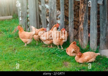 Huhn rötlich und auf Rasengras im Dorf gesprenkelt