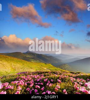 Magic Pink Rhododendron Blumen auf Sommer Berg. Karpaten, Ukraine. Stockfoto