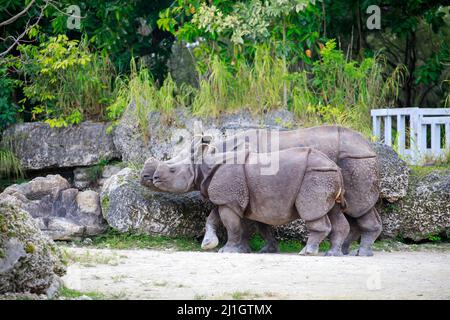 Ein indisches Nashorn (Nashorn unicornis) mit seiner Mutter im Hellabrunn Zoo in München Stockfoto