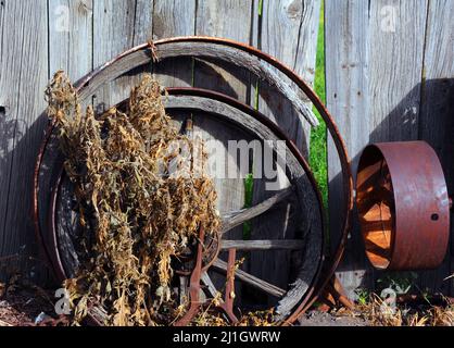 Wagenräder aus Metall und Holz lehnen sich an eine rustikale Holzwand. Unkraut wächst auf und über Holznabe. Stockfoto