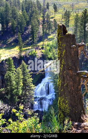 Verrottender Holzstamm mit Flechten, mit Blick auf die wunderschönen Undine Falls im Yellowstone National Park. Stockfoto