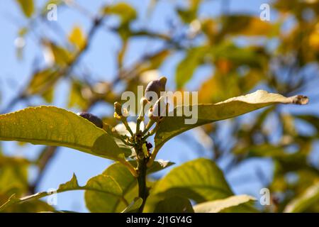 Neue wachsende oder kleine Zitronen wachsen auf dem Baum mit blauem Himmel. Selektiver Fokus und Nahaufnahme. Stockfoto