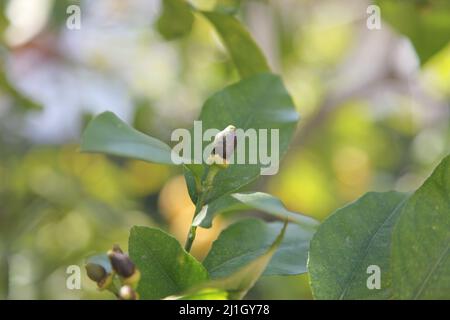 Mini-Zitrone auf dem Zitronenbaum. Selektiver Fokus und Nahaufnahme. Stockfoto