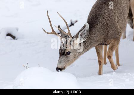 Ein Mule Deer Buck (Odocoileus hemionus), der im Winter im Grand Canyon National Park, Arizona, auf der Suche nach Futter ist Stockfoto