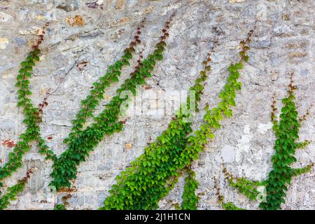 Die grüne, kriechende Pflanze auf der grunge alten Hauswand, die vom Sonnenlicht leuchtet. Beauty-Welt. Stockfoto