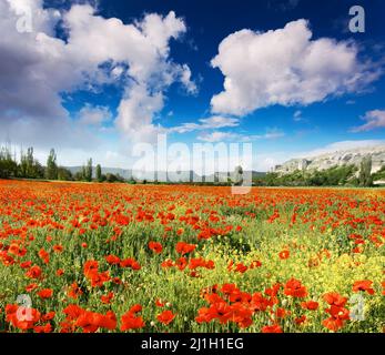 Wunderbare Aussicht Feld von roten Mohnblumen. Klarer Himmel an einem sonnigen Tag mit flauschigen Wolken. Malerische und wunderschöne Szene. Ort Ort Krim, Ukraine, Euro Stockfoto