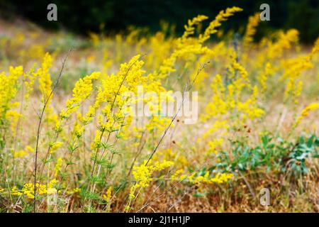Schöne Aussicht auf alpine gelbe Blumen aus der Nähe, die durch Sonnenlicht leuchten. Malerische und wunderschöne Szene. Weicher Filtereffekt. Künstlerisches Bild. Beauty-Welt. Stockfoto