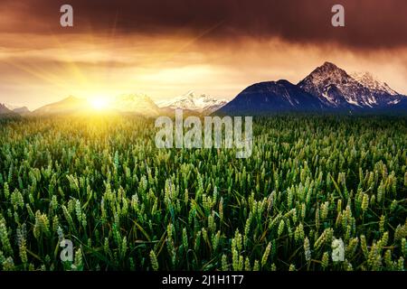 Fantastic field with snow peaks in warm sunlight. Dramatic and picturesque morning scene. Location place: Austria, Europe. Artistic picture. Beauty wo Stockfoto