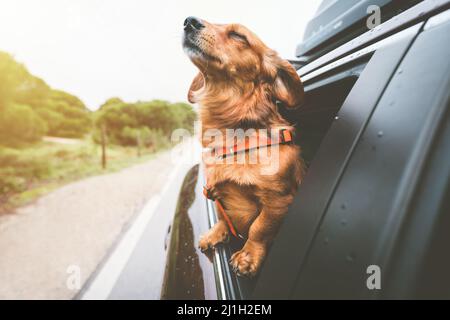 Dachshund, der im Auto fährt und vom Autofenster aus blickt. Glücklicher Hund, der das Leben genießt. Hundeabenteuer Stockfoto