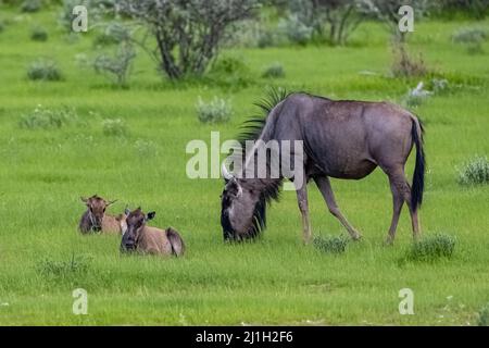 Namibia, gnu mit Babys im Gras, grüne Savanne in Namibia Stockfoto