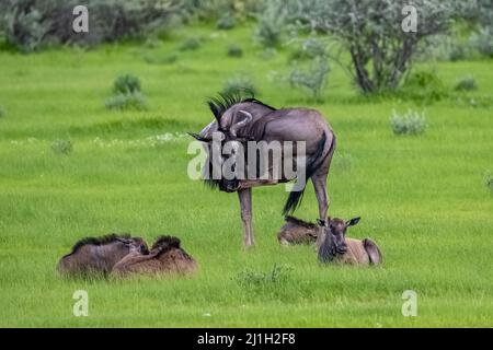 Namibia, gnu mit Babys im Gras, grüne Savanne in Namibia Stockfoto