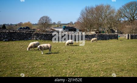 Schafe weiden auf einem Feld, das von alten Trockenmauern umgeben ist, in Litton, Derbyshire, im Peak District National Park Stockfoto