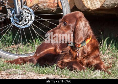 Shiny Irish Setter Hund liegt in der Sonne im Gras. Im Hintergrund sieht man einen Fahrradreifen und einen Stapel Baumstämme. Stockfoto