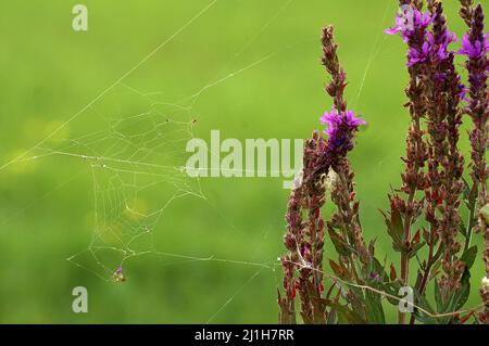 Wytyczno, Polesie, Polesien, Poleski Park Narodowy, Polska, Polen, Polen, Cobweb und lila Wildblumen. Spinnennetz und lila Wildblumen. Stockfoto