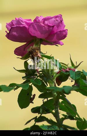 Wytyczno, Polesie, Polesien, Poleski Park Narodowy, Polska, Polen, Polen, verwelkte rote Rosenblüte, eine verwelkte rote Rosenblüte, 一朵枯萎的紅玫瑰花， Stockfoto