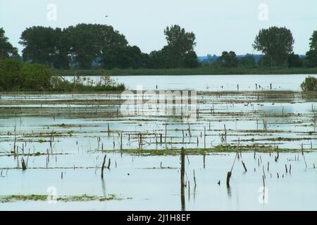 Wytyczno, Polesie Polesien, Poleski Park Narodowy, Polska, Polen, Polen, Jezioro Wytyckie; Wasserpflanzen auf der Oberfläche des Sees, 水葱属 See Stockfoto