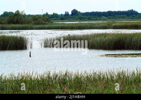 Wytyczno, Polesie Polesien, Poleski Park Narodowy, Polska, Polen, Polen, Jezioro Wytyckie; Wasserpflanzen auf der Oberfläche des Sees, 水葱属 See Stockfoto