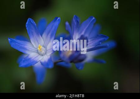 Kleine blaue und weiße, spitze Blütenblume mit gelbem Zentrum (Makro) Stockfoto