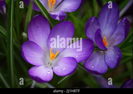 Purple crocus vernus Makro von oben mit Wassertröpfchen Stockfoto