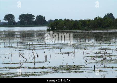 Wytyczno, Polesie, Polesien, Poleski Park Narodowy, Polska, Polen, Polen, Jezioro Wytyckie; Wasserpflanzen auf der Oberfläche des Sees, siehe Stockfoto