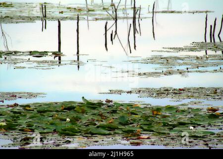 Wytyczno, Polesie, Polesien, Poleski Park Narodowy, Polska, Polen, Polen, Jezioro Wytyckie; Wasserpflanzen auf der Oberfläche des Sees, siehe Stockfoto