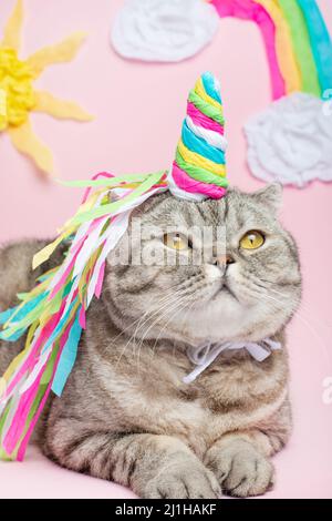 Große schottische oder britische graue Katze in der Rolle eines Einhorns, mit einem Regenbogenhorn auf einem rosa Hintergrund, Märchenkonzept Stockfoto