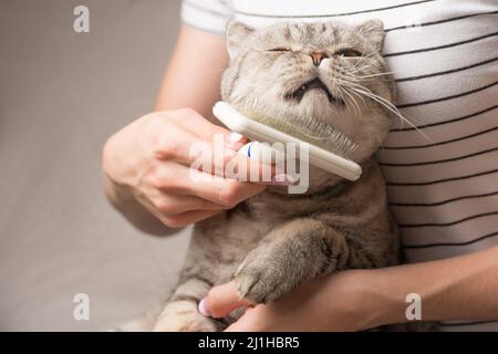 Frau kämmt eine niedliche Katze mit einem Pinsel auf der Couch, Nahaufnahme Stockfoto