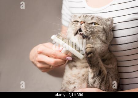 Frau kämmt eine niedliche Katze mit einem Pinsel auf der Couch, Nahaufnahme Stockfoto