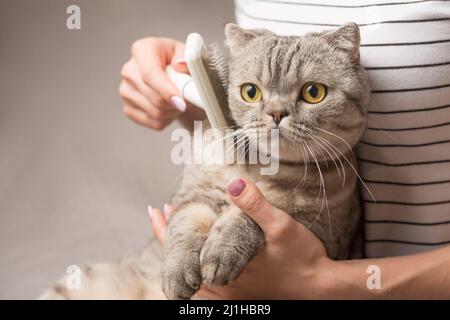 Frau kämmt eine niedliche Katze mit einem Pinsel auf der Couch, Nahaufnahme Stockfoto