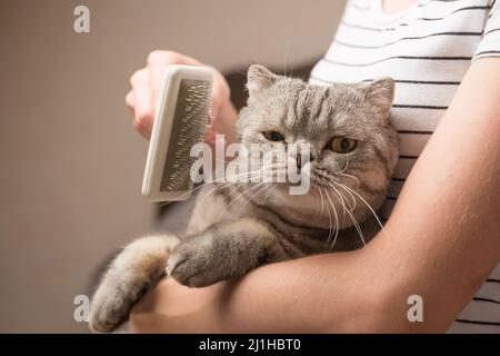 Frau kämmt eine niedliche Katze mit einem Pinsel auf der Couch, Nahaufnahme Stockfoto