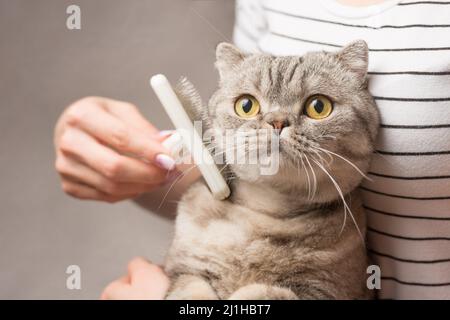 Frau kämmt eine niedliche Katze mit einem Pinsel auf der Couch, Nahaufnahme Stockfoto