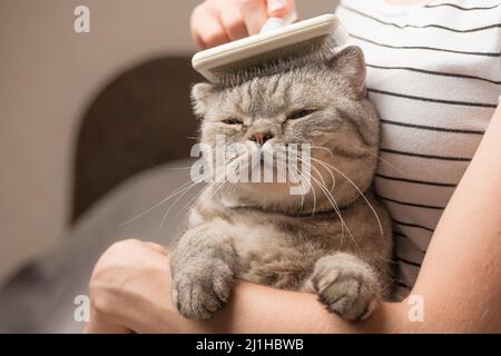 Frau kämmt eine niedliche Katze mit einem Pinsel auf der Couch, Nahaufnahme Stockfoto