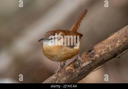 Ein carolina-Wren, der auf einem Baumglied thront. Stockfoto