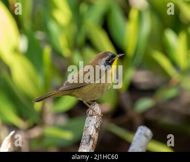 Ein gewöhnlicher Gelbkehlsänger, der auf einem toten Baumglied thront. Stockfoto