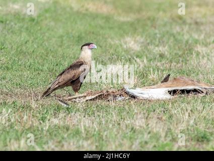 Die krebierten Caracara-Vögel neben einem alten Roadkill-Hirsch, der in Südflorida in der Nähe der Alligator Alley von einem Auto getroffen wurde. Stockfoto