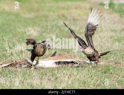 Die krebierten Caracara-Vögel neben einem alten Roadkill-Hirsch, der in Südflorida in der Nähe der Alligator Alley von einem Auto getroffen wurde. Stockfoto