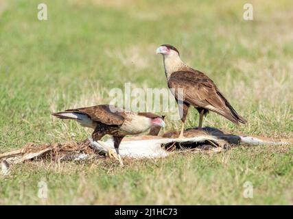 Die krebierten Caracara-Vögel neben einem alten Roadkill-Hirsch, der in Südflorida in der Nähe der Alligator Alley von einem Auto getroffen wurde. Stockfoto