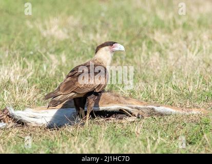 Die krebierten Caracara-Vögel neben einem alten Roadkill-Hirsch, der in Südflorida in der Nähe der Alligator Alley von einem Auto getroffen wurde. Stockfoto