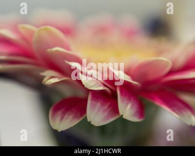 Blumenblatt, Makronaht der göttlichen rosa Gerbera Blume, Details der Blütenblätter, verschwommener Hintergrund Stockfoto