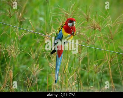 Australian Birds, ein farbenfroher Vogel aus dem Osten Rosella, der auf einem Drahtzaun thront und Samen aus Gras frisst, rot-gelb-blau und grün, die aufragen Stockfoto
