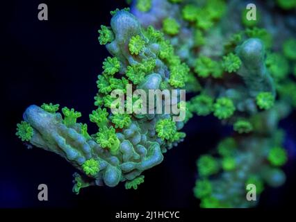 Makroaufnahme einer Montipora hirosuta-kleinen Polypen-Steinkoralle mit ausgestreckten Polypen. Stockfoto