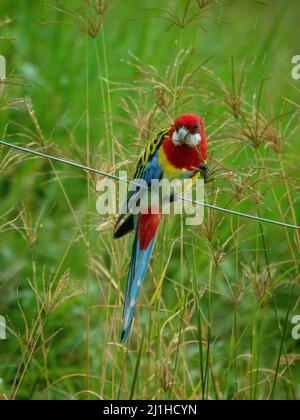 Australian Birds, ein farbenfroher Vogel aus dem Osten Rosella, der auf einem Drahtzaun thront und Samen aus Gras frisst, rot-gelb-blau und grün, die aufragen Stockfoto