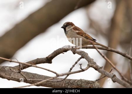 Männlicher Haussperling, der aus nächster Nähe in einem Baum steht Stockfoto