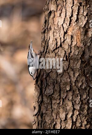 Im Frühfrühling am Tag auf dem Baumstamm steht ein weißer, nuthatschiger Vogel auf dem Kopf. Stockfoto