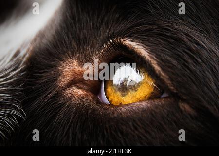 Die Augen des französischen Spaniel-Hundes aus der Nähe mit Spiegelungen der Bäume Stockfoto