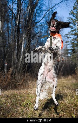 Französischer Spanielhund mit Jagdweste, der in der Luft springt Stockfoto