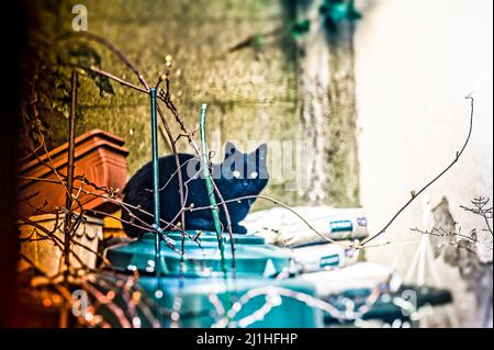 Schwarzer Kater Mufin im Garten. Hannover, Linden. Stockfoto