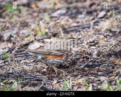 Rotflügel, Turdus iliacus, mit Wurm im Schnabel. Holzvögel Rotflügel auf einem springend Rasen. Kleine Drossel, die sich auf Grasland ernährt und rote Flanken und leichte Stri zeigt Stockfoto