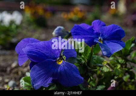 Blaue und violette Blüten mit gelber Basis vor verschwommenem blumenzentrischem Hintergrund. Stockfoto